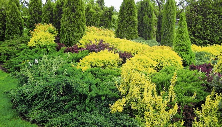 IGLAKI TUJA THUJA ZYWOTNIK TAWULA JAPONSKA SPIRAEA JAPONICA GOLD FLAME JALOWIEC JUNIPERUS FOT. EWA NARKIEWICZ PUBLIKACJA KWIETNIK NR 3 (135) - 3.2006 SLOWA KLUCZOWE: ROSLINY OGRODY ZDJĘCIE DO WKŁADKI: PUBLIKACJA KWIETNIK NR 3 (135) - CZASOPISMA
