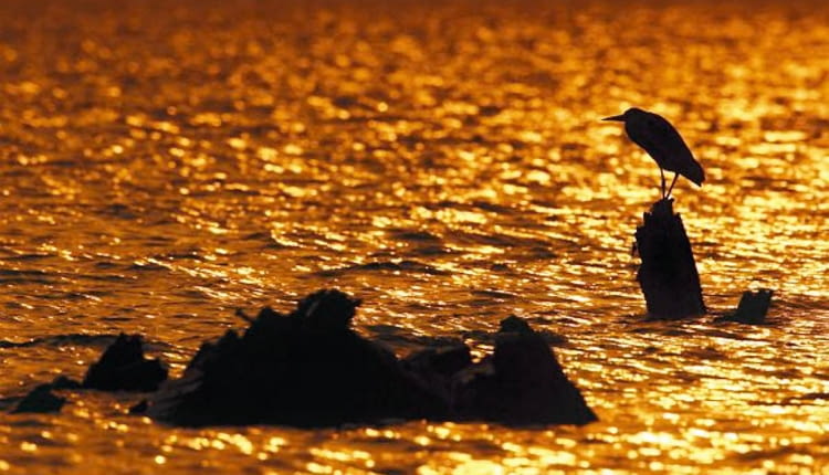 Czapla albo wypatruje zdobyczy, brodząc w płytkiej wodzie, albo cierpliwie wędkuje, godzinami stojąc nieruchomo