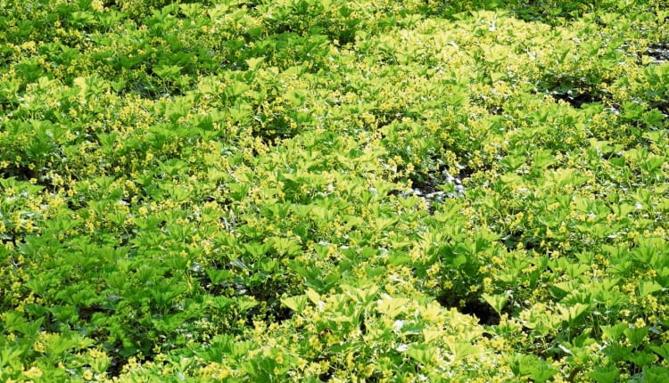 Zielony kobierzec nakrapiany żółtymi plamkami kwiatów pragni syberyjskiej.