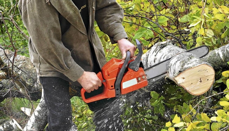 Zwolnione z opłat za wycięcie są drzewa owocowe nie będące odmianami ozdobnymi.