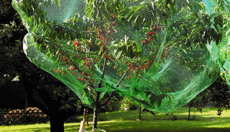 Germany, View of cherry tree covered with net
