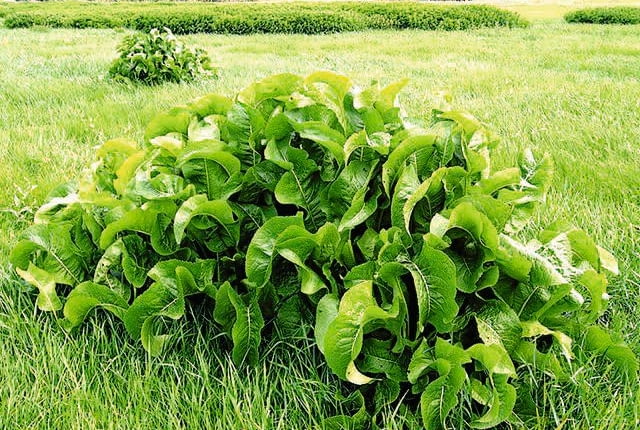 Liśćmi chrzanu owijamy masło lub wędlinę, by dłużej zachowały świeżość.