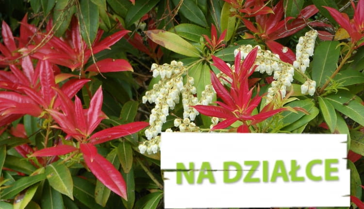 Pieris 'Wakehurst' - krzew na gleby kwaśne (wrzosowiska)