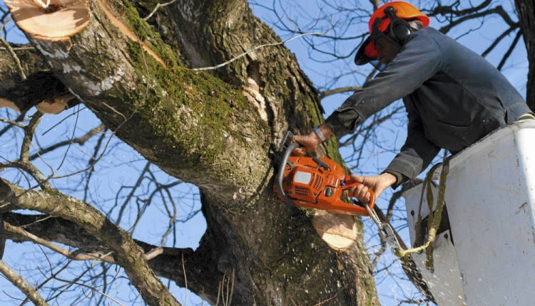 Warto wiedzieć, jakimi cechami wyróżnia się dobra pilarka