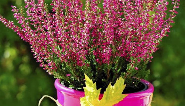 Wrzos to niewątpliwie symbol jesieni. Kwiaty jesienne