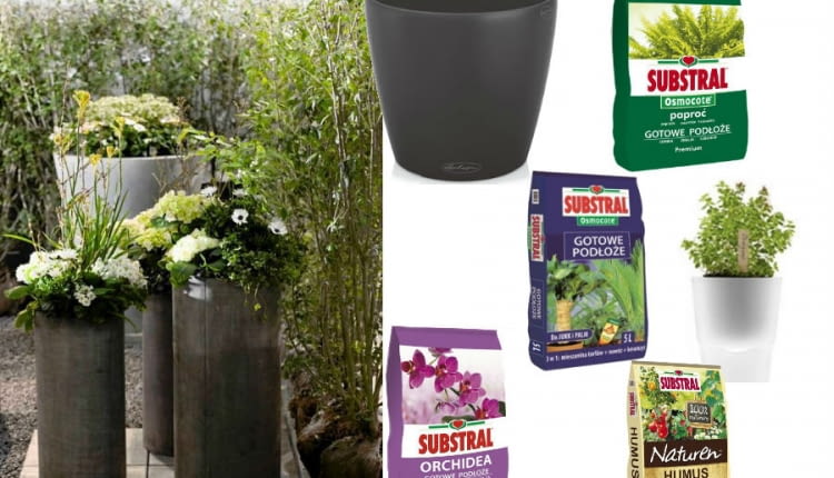 Jakie kwiaty do Twojego ogrodu?