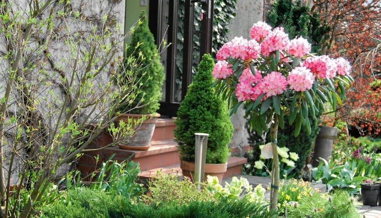 BOCZNE WEJŚCIE DO DOMU I BIURA - przez cały sezon zobaczymy tu kwitnące okazy roślin.