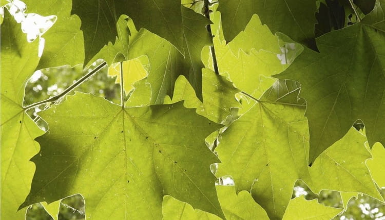 Platanus (Platane). Feuilles SLOWA KLUCZOWE: Blatt Platane