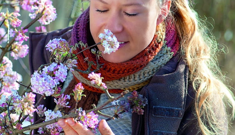 aFrau schnuppert an bluehendem Zweig von Viburnum bodnantense Dawn ( Winterschneeball )61065553