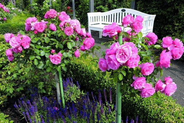 VReich blhende Hochstammrosen der Sorte Leonardo da Vinci von Meilland im Rosengarten