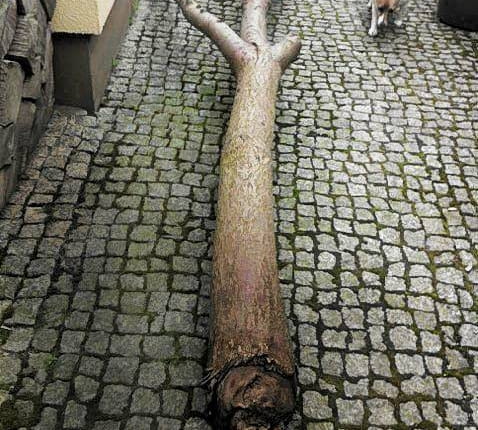 oczar zniszczony przez grzyby