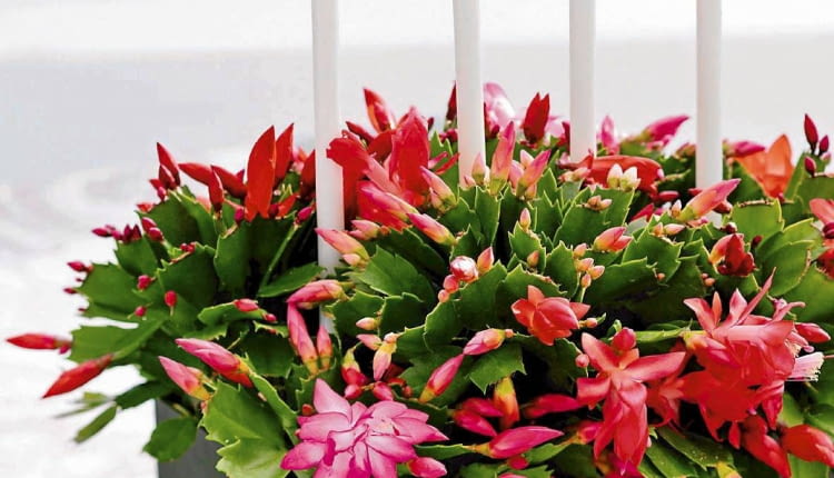 ONE TIME USE ONLY DO JEDNOKROTNEJ PUBLIKACJI ROSLINY DONICZKOWE KAKTUS KAKTUS BOZONARODZENIOWY GRUDNIK KWIATY SZLUMBERGERA FOT. FLORA DANIA PUBLIKACJA KWIETNIK NR 1 (169) - 1 2009 SLOWA KLUCZOWE: ROSLINY KWIATY WNETRZA