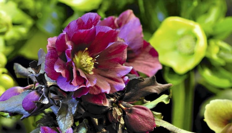 Ciemiernik 'Double Queen Purple'