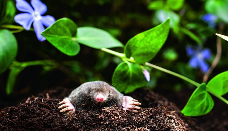 Kret europejski (Talpa europaea) to zwierzę objęte w Polsce częściową ochroną.