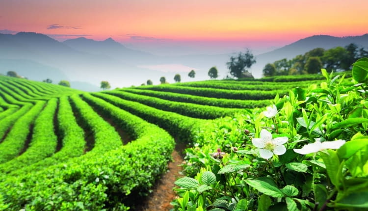 Krzewy herbaty na plantacjach są mocno przycinane. Tylko niektóre kwitną.