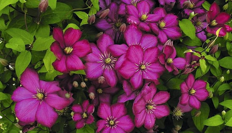 Powojnik (Clematis). Kwiaty balkonowe