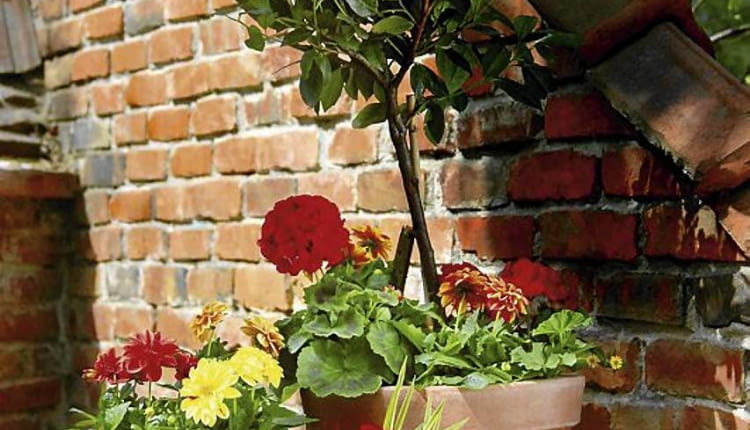 OGROD TARAS DONICZKI TERAKOTOWE ROSLINY KWIATY : PELARGONIA , DALIA , DRZEWKO LAUROWISNI STYLIZACJA MAJA WOLAK FOT. BARBARA PIOTROWSKA PUBLIKACJA OGRODY NR 5 (109) - 5 2008 SLOWA KLUCZOWE: KWIATY ROSLINY