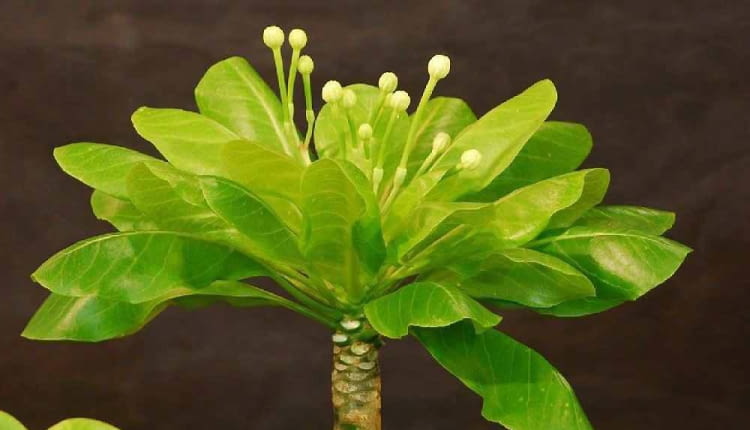 BRIGHAMIA zakwita jesienią, ale tylko w dobrych warunkach.