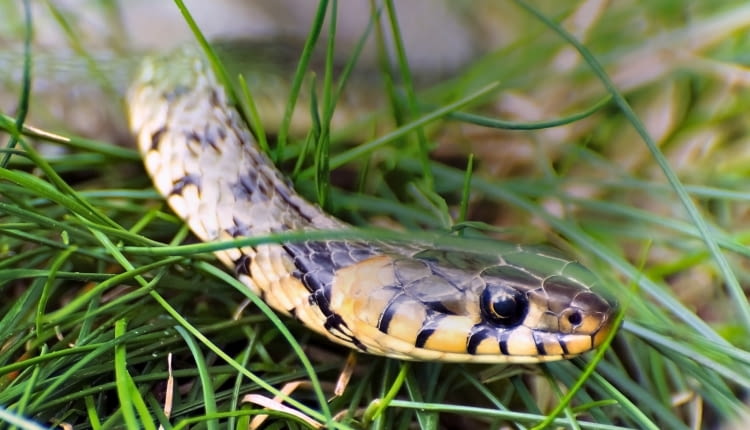 ZASKROŃCE będą odwiedzać nasz skalniak, jeśli nic nie zakłóci im spokoju.