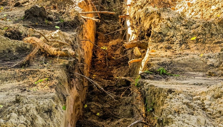 Kopanie rowu w pobliżu korzeni jest możliwe, gdy nie ma mrozu.