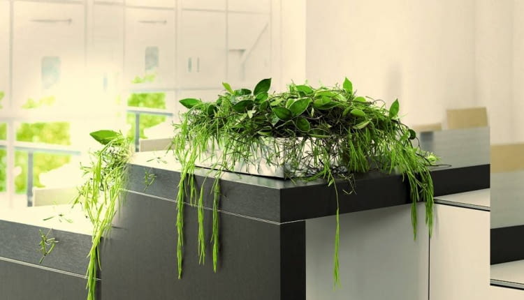 Hoja różowa i Hoya linearis w niebanalnym duecie. Plątaninie pędów formę nadaje prostokątny pojemnik.