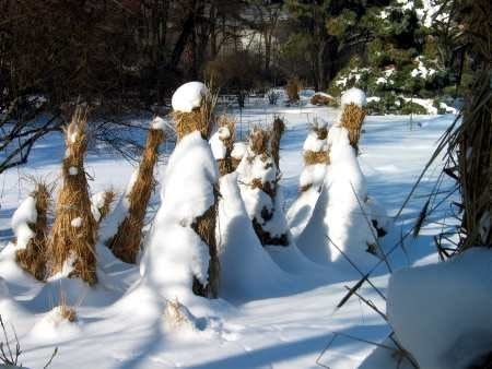 Zabezpieczone przed mrozem drzewka