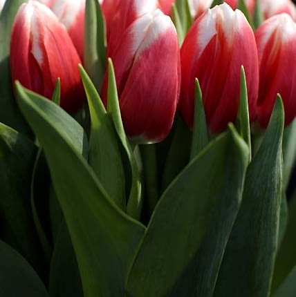 11.02.2011 GDANSK, CEREMONIA CHRZCIN NOWEJ ODMIANY TULIPANA O IMIENIU LECH WALESA. TULIPAN LECHA WALESY WYCHODOWANY ZOSTAL PRZEZ MARX TULIPS VOF Z SIEDZIBA WW HEM W HOLANDII. ZOSTAL ON WPISANY PRZEZ KLROLEWSKIE STOWAZYSZENIE HODOWCOW CEBUL KWIATOWYCH DO MIEDZYNARODOWEGO REJESTRU HODOWLI TULIPANOW.