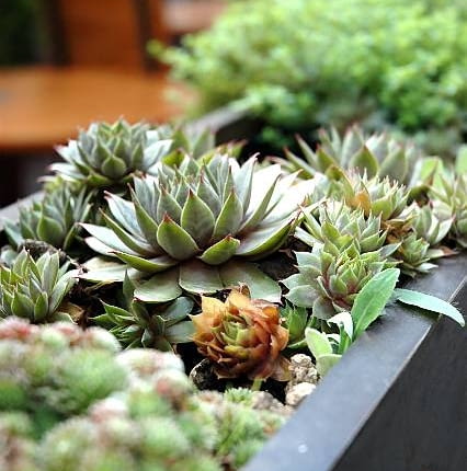 Rojnik murowy znakomicie sprawdza się na słonecznych balkonach.