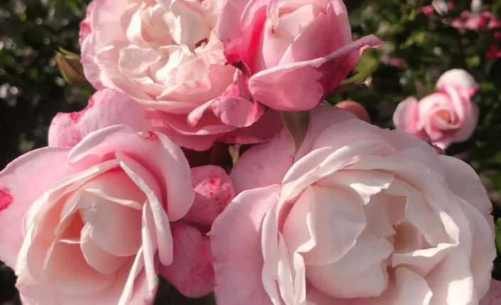 Róża ‘Zelmani’s Dream®’ hod. W. Kordes’ Söhne 2024