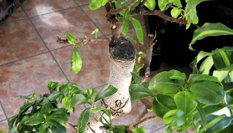 Bonsai z fikusa wymaga pomocy