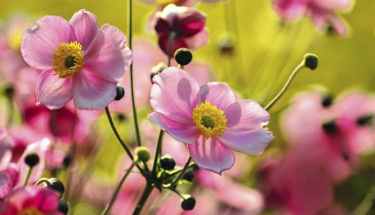 ZAWILEC JAPOŃSKI (ANEMONE HUPEHENSIS) należy do rodziny jaskrowatych (Ranunculaceae). Zakwita na jasnoróżowo. Ma szerokie zastosowanie w ogrodzie - można zdobić rabaty, brzegi oczek wodnych, ogrody skalne i kompozycje naturalistyczne. Na jednym metrze kwadratowym sadzi się ok. pięciu sadzonek.
