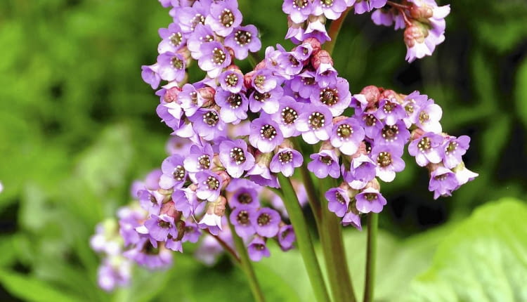 Pora kwitnienia bergenii przypada wiosną.Kwiatostany osiągają wysokość 30-50 cm.