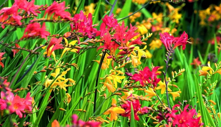 LMixed Crocosmia taken at the National Collection of Crocosmia, Lincolnshire.