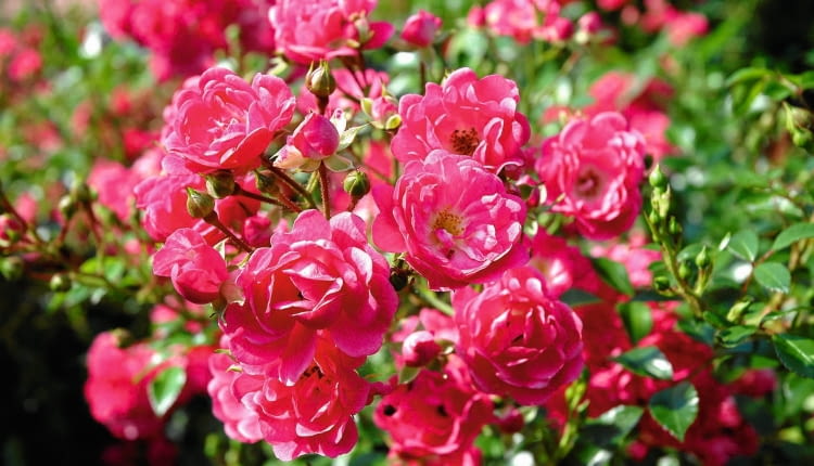 SLOWA KLUCZOWE: kwiat