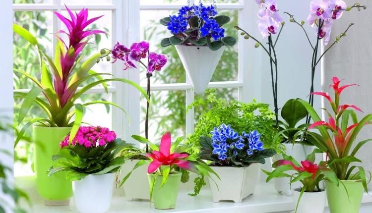 Zimowy parapet zdobią: guzmania, odmiana różowa; fiołek afrykański, odmiana ciemnoniebieska; storczyk falenopsis; kalanchoe; neoregelia; paproć adiantum; fiołek afrykański z grupy Chimera; guzmiania, odmiana czerwona.