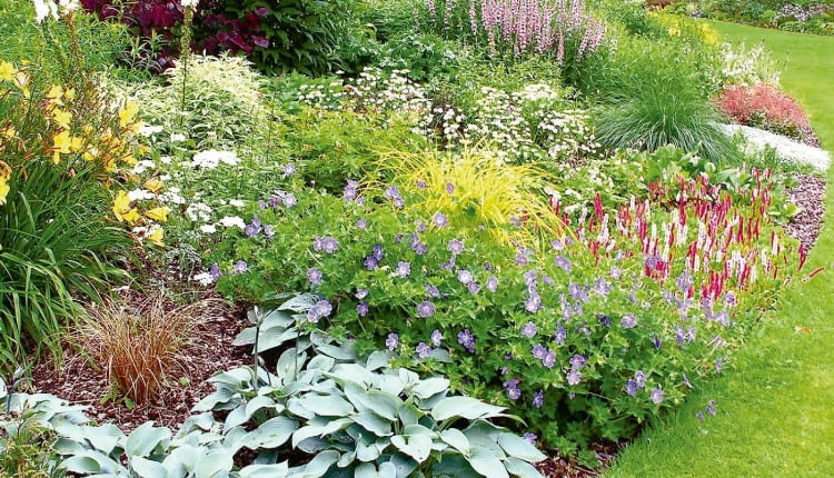 PONOWNA PUBLIKACJA PO UZGODNIENIU Z REDAKCJA !!!ANGLIA ELMSTEAD MARKET OGROD WLASCICIELKA OGRODU PANI BETH CHATTO NAGRODZONA 10 ZLOTYMI MEDALAMI NA WYSTAWACH CHELSEA FLOWER SHOW ORAZ MEDALEM VICTORII - NAJWYZSZE WYROZNIENIEM ROYAL HORTICULTURAL SOCIETY NZ OGROD ROSLINY KWIATY - FUNKIA , RDEST POKREWNY , BODZISZEKFOT. KATARZYNA BELLINGHAMPUBLIKACJA OGRODY NR 2 (106) - 2 2008