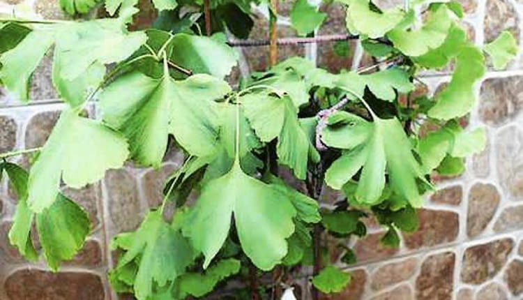 Miłorząb o dziwnie dużych liściach