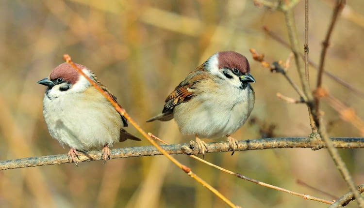 Mazurkom i innym skrzydlatym gościom stołówek należy się uważnie przyglądać. Jeśli są chore, izolujmy od nich nasze ptaki w gospodarstwie.