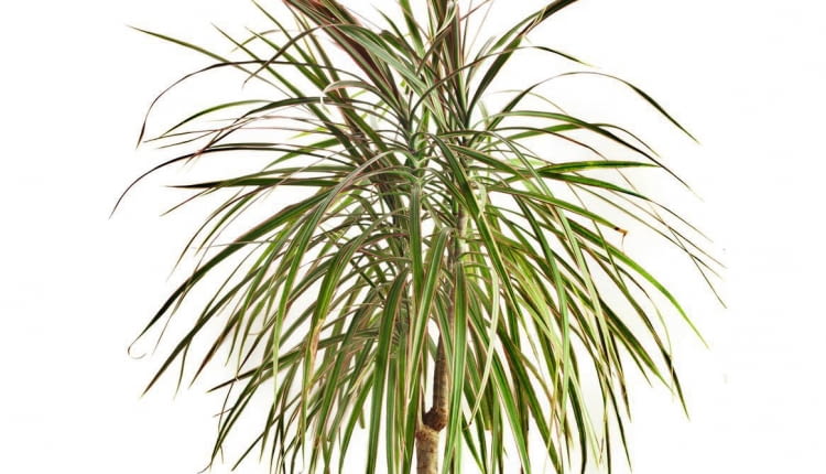 DRACENA OBRZEŻONA tworzy w dobrych warunkach pióropusze liści.