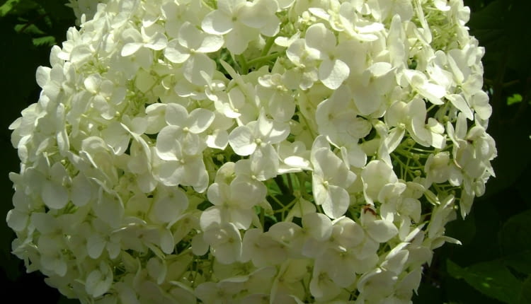 Hortensja drzewiasta 'Anabelle'