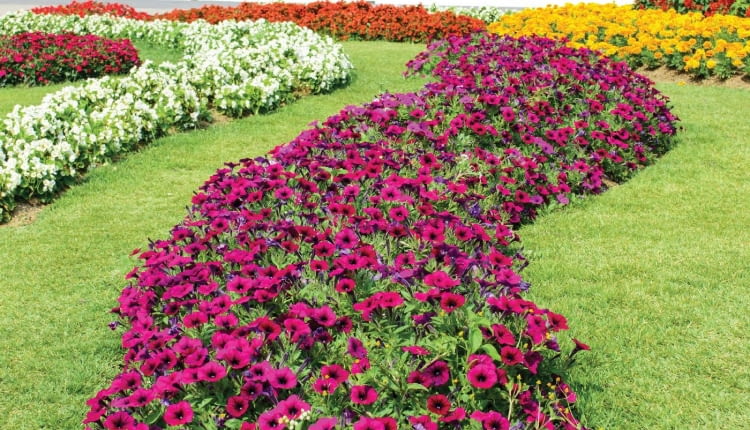 Rzeka z petunii (Petunia) może mieć wiele kolorów. Jest efektowna przez całe lato.