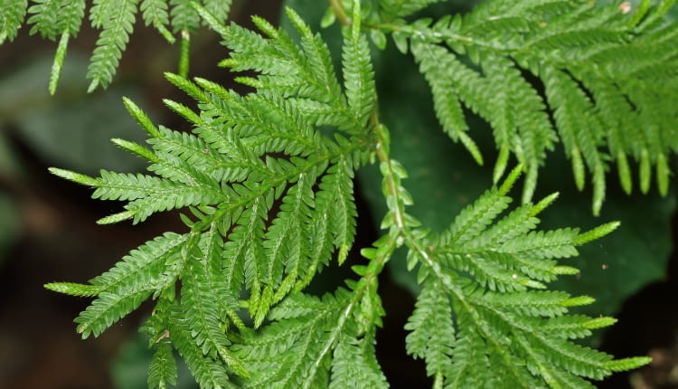 Selaginella (widliczka)