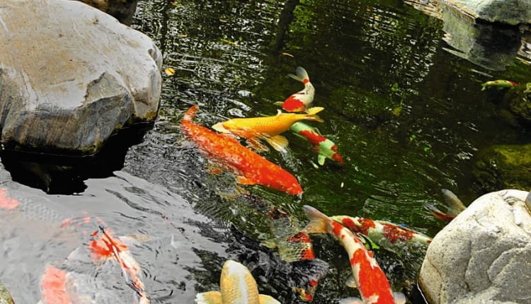 RYBY (na zdjęciu karpie koi) łatwo przyzwyczajają się do miejsca, w którym rzucamy im karmę.