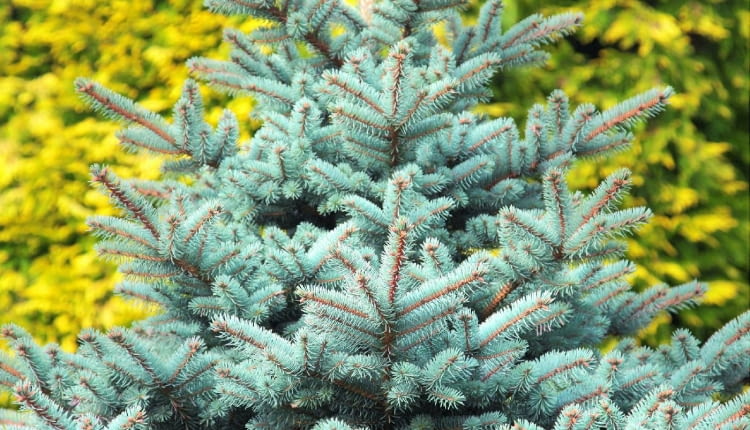 Świerk kłujący (Picea pungens), zwany srebrnym