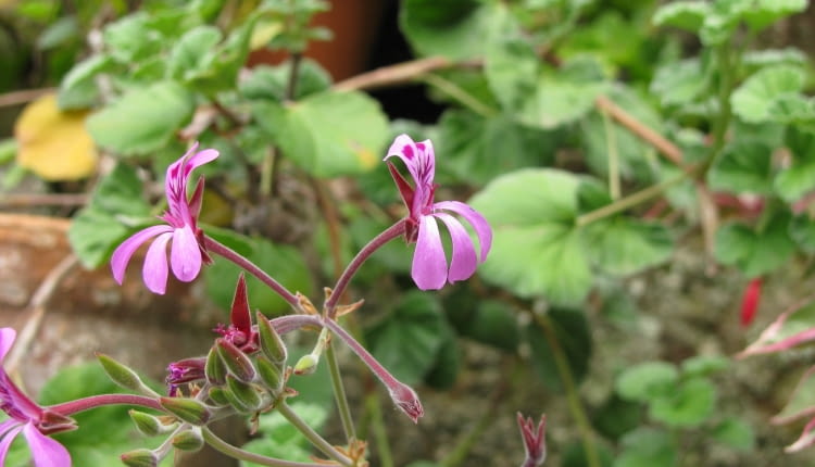 Pelargonia afrykańska