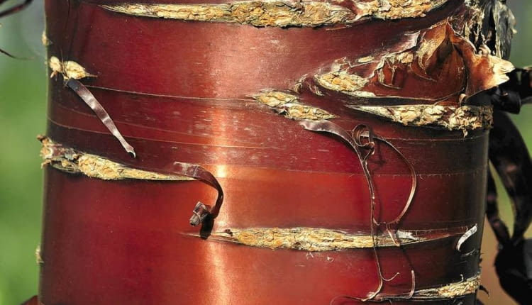 WIŚNIE I ŚLIWY (Prunus) lśnią brunatnoczerwoną korą z poziomymi deseniami. Na starych pniach kora pęka i łuszczy się pasmami.