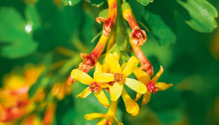 Porzeczka złota ma proste lub łukowate gałęzie. Zdobią ją liczne kwiatowe grona o długości 3-5 cm.