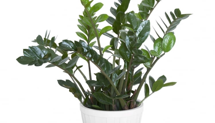 Zamiokulkas (Zamioculcas)preferuje półcieniste miejsca.. Ale przy silnym niedoborze światła jego liście wyciągają się i są jasnozielone. Doniczkę co 2 lata trzeba zmienić na większą