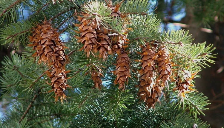 SZYSZKI DAGLEZJI PSEUDOTSUGA MENZIESII