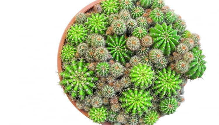 Na powierzchni zdrowych kaktusów nie występują żadne plamy i nie pokrywa ich korkowy nalot, a areole i wyrastające z nich ciernie tworzą regularny wzór.